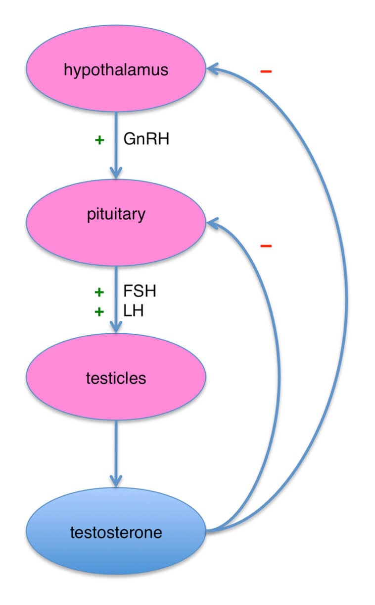 Hormone pathway in men