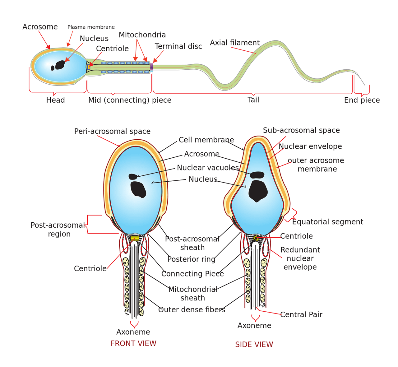 Sperm anatomy