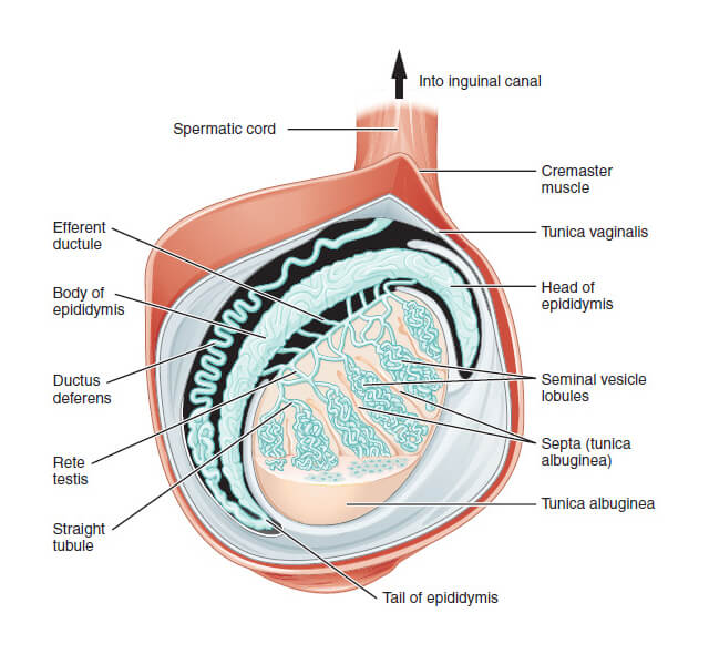 Anatomy of the testicle