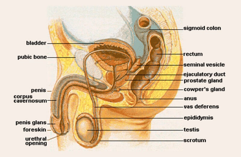 Drawing of the Male Internal Sexual Anatomy