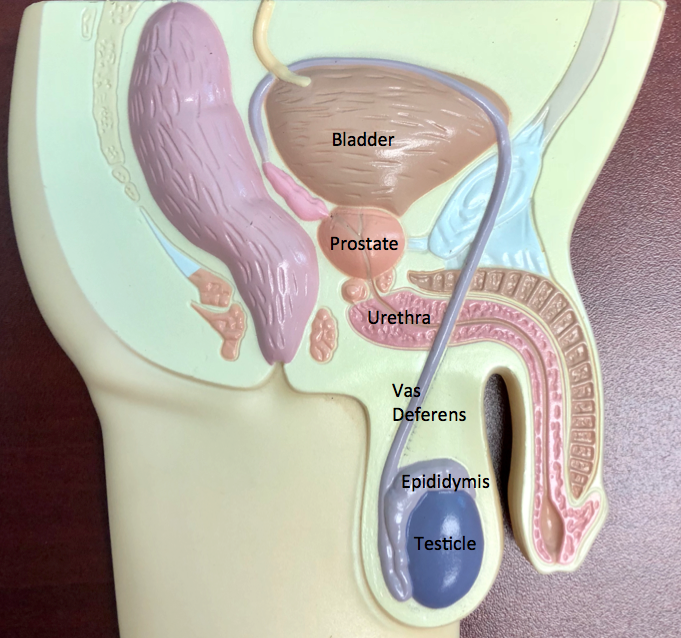 The Male Anatomy