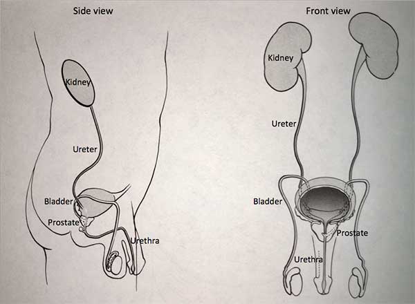 How the Urinary System Works - dummies